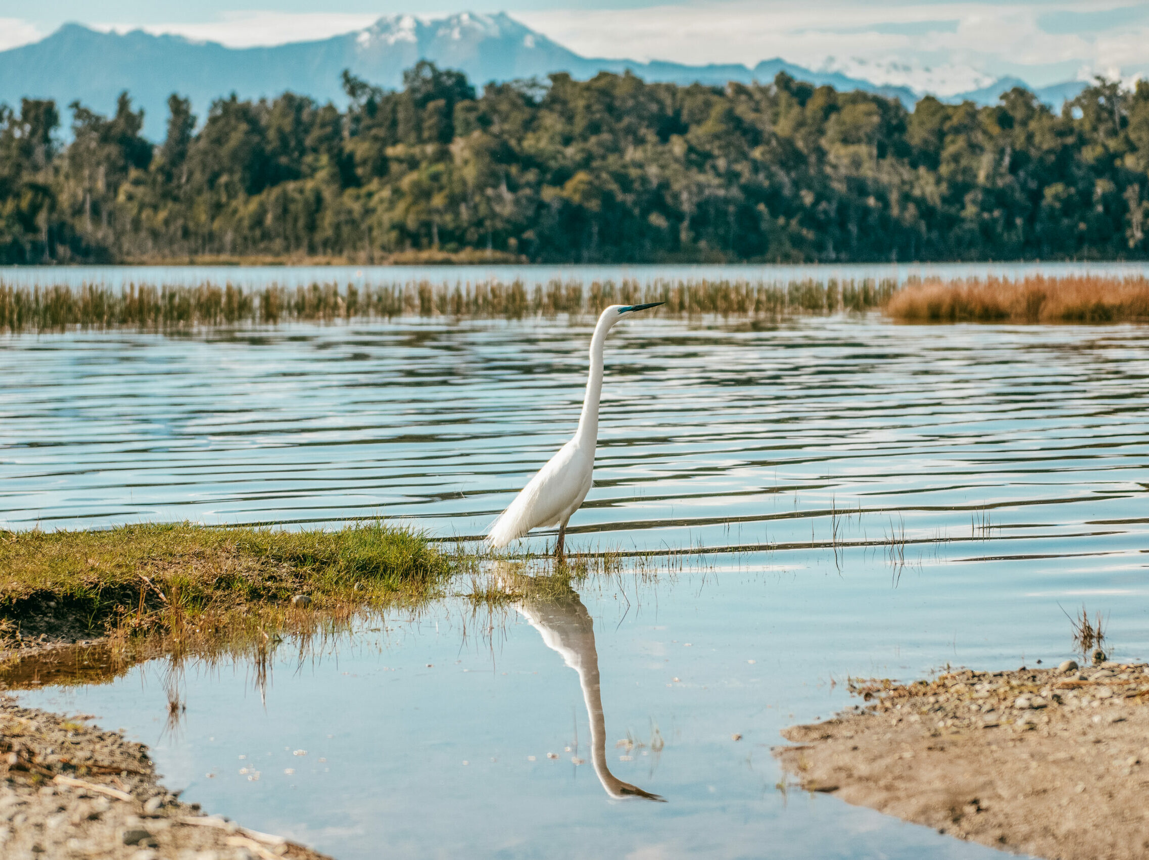 The Great White Heron At Lake Mahinapua West Coast New Zealand