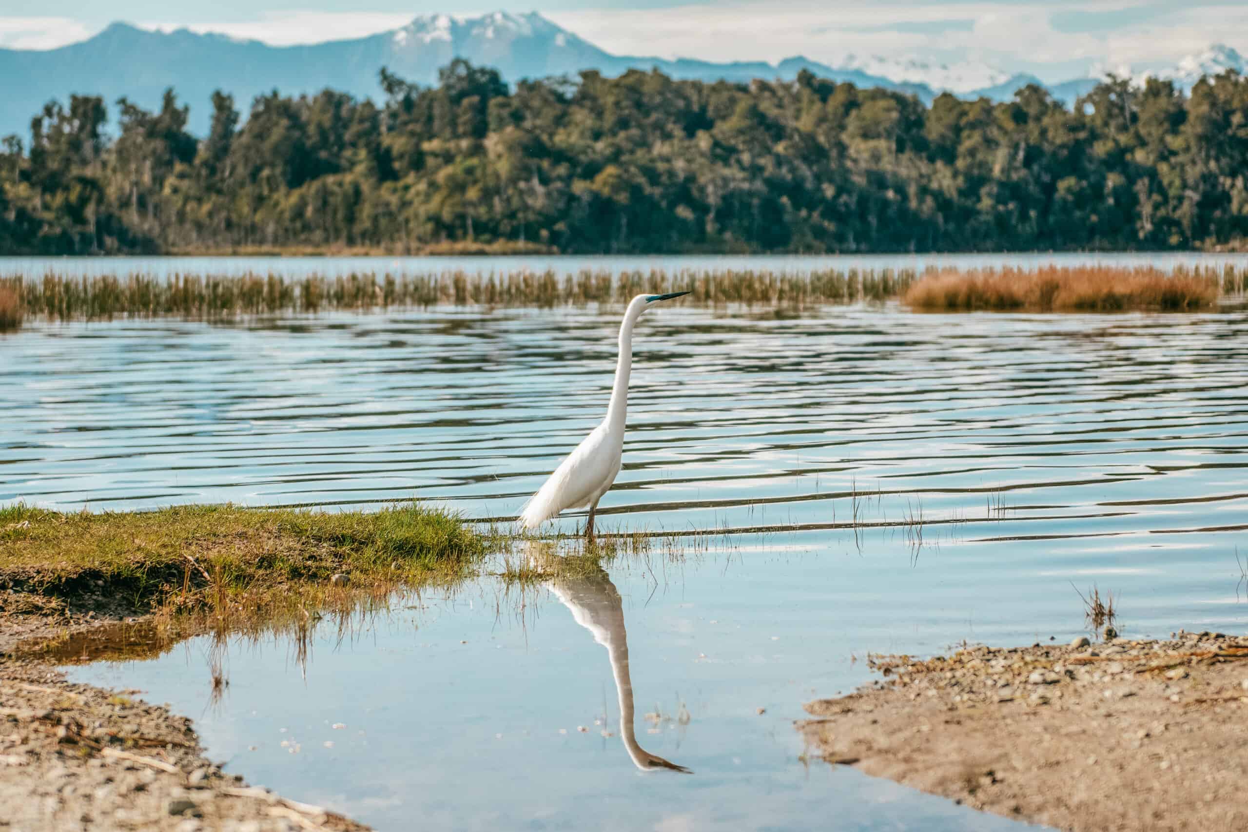 The Great White Heron At Lake Mahinapua West Coast New Zealand
