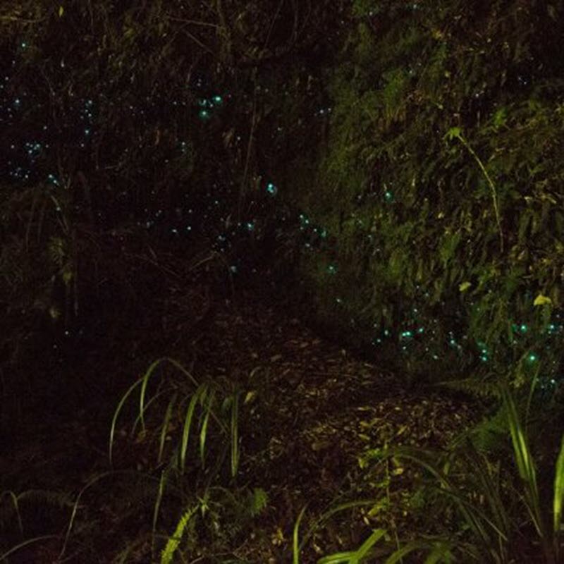 Glow Worm Dell At Lake Mahinapua Near Hokitika West Coast New Zealand