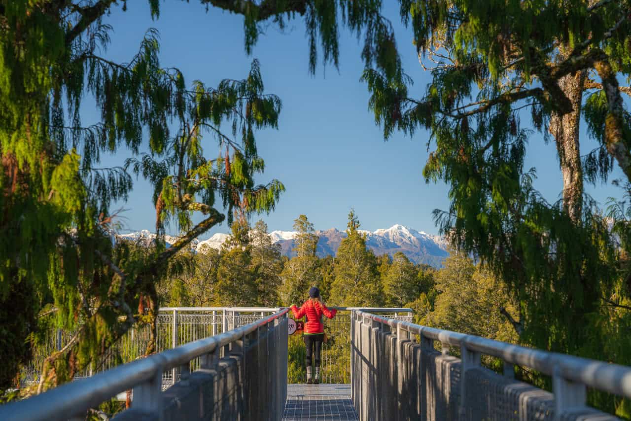 West Coast Treetop Walk & Zipline