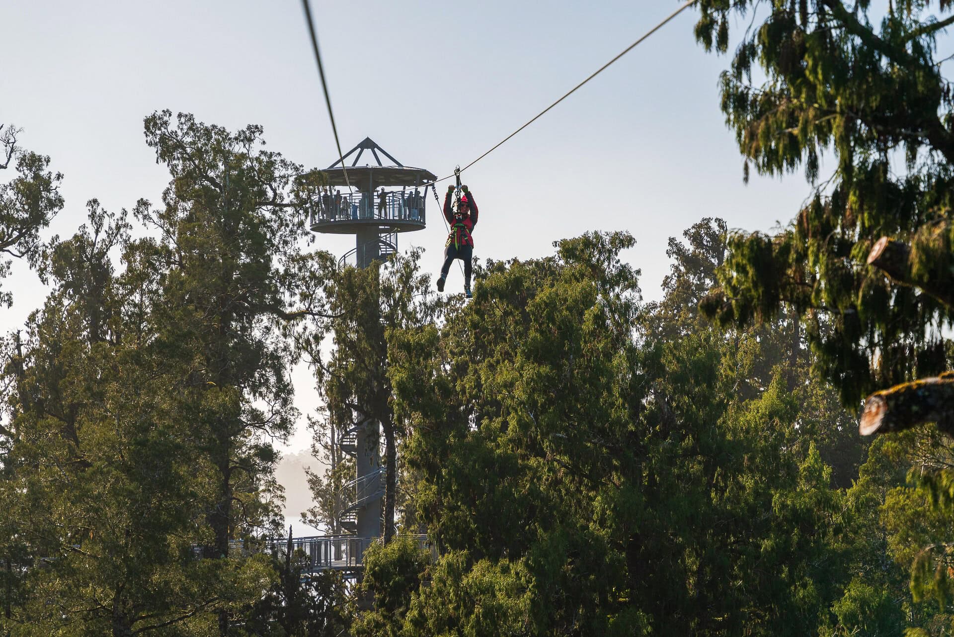 West Coast Treetop Walk & Tower Zipline, Hokitika